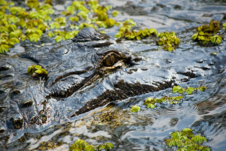 Gator in the water
