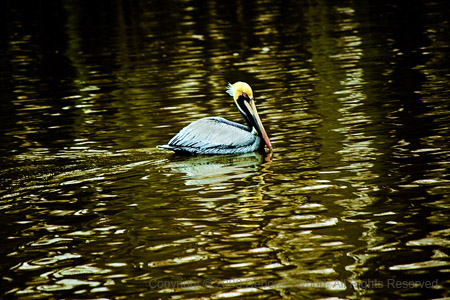 Pelican on the water