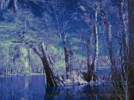 Winter on the bayou