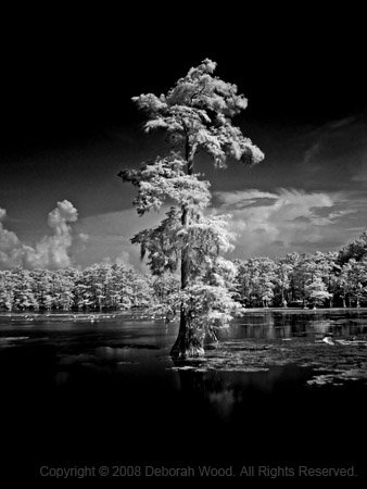 Cypress in black and white