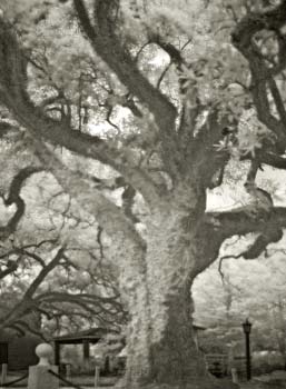 The Evangeline Oak