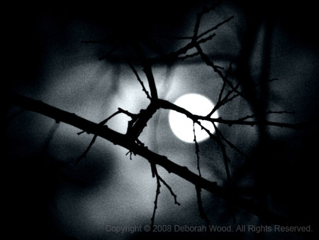Tree in Moonlight Repose